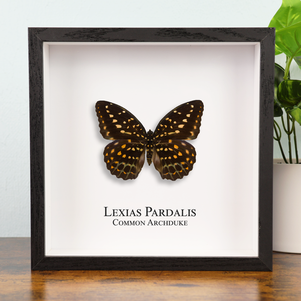 Common Archduke Butterfly in Shadowbox Frame