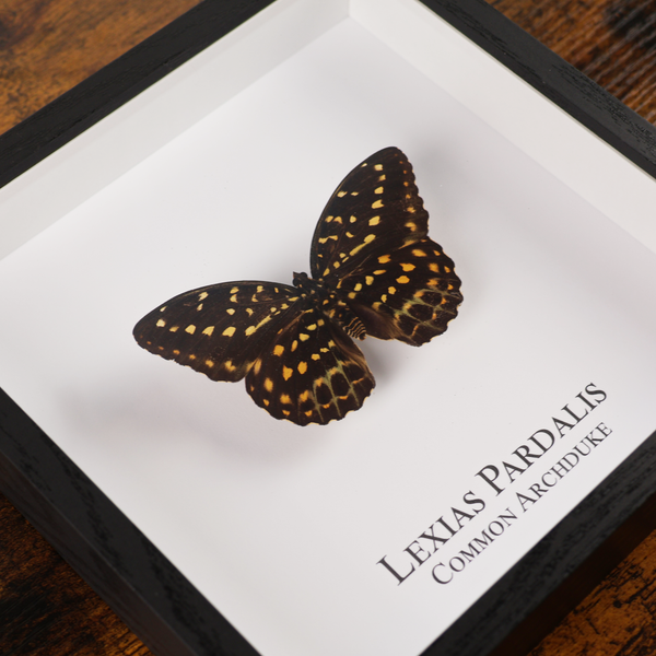 Common Archduke Butterfly in Shadowbox Frame