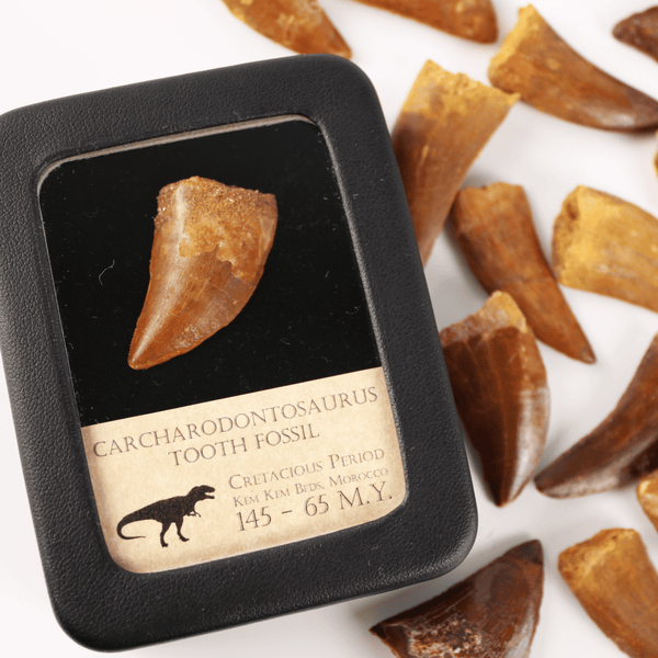 Carcharodontosaurus Tooth - Cretaceous Period