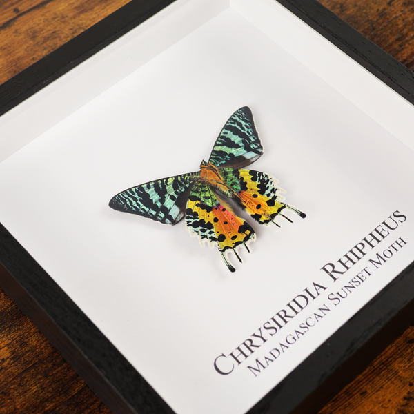Madagascan Sunset Butterfly in Shadowbox Frame
