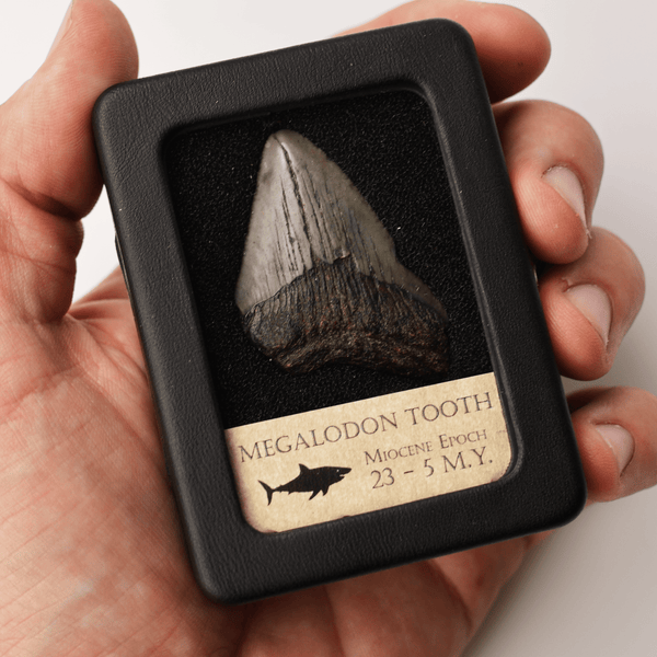 Megalodon Tooth - Miocene Epoch