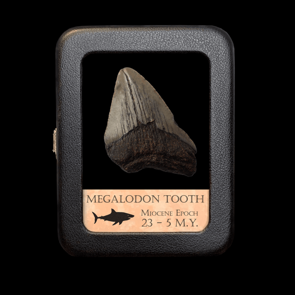 Megalodon Tooth - Miocene Epoch