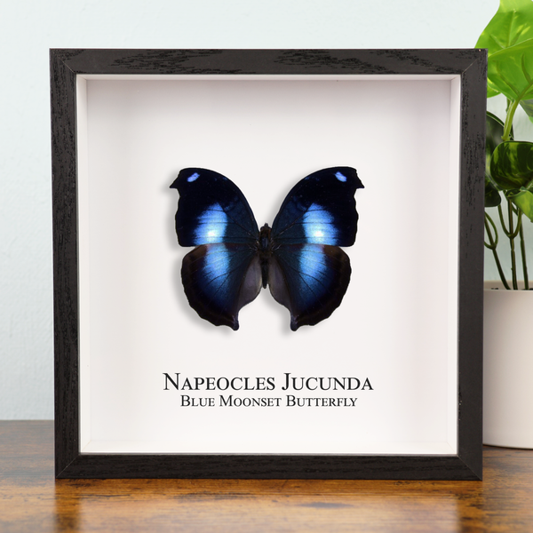 Blue Moonset Butterfly in Shadowbox Frame
