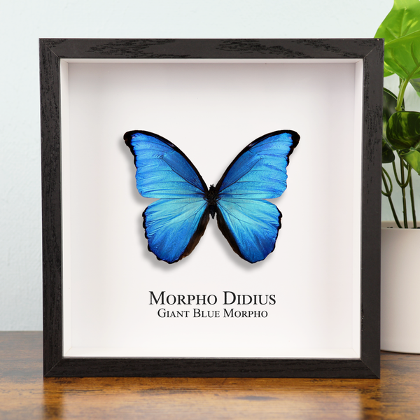 Giant Blue Morpho Butterfly in Shadowbox Frame