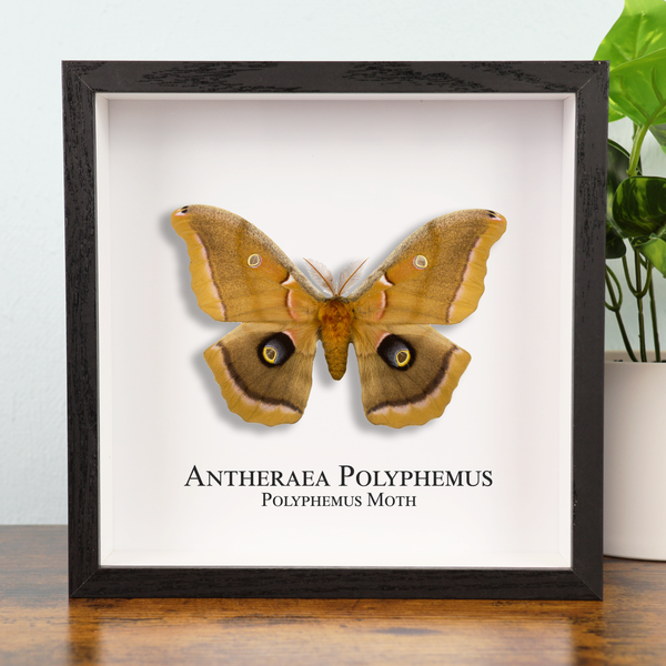 Polyphemus Moth in Shadowbox Frame
