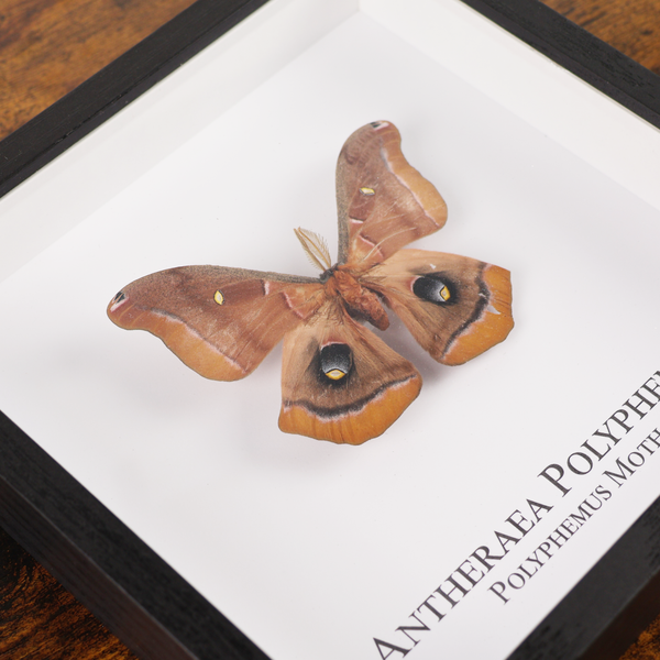 Polyphemus Moth in Shadowbox Frame