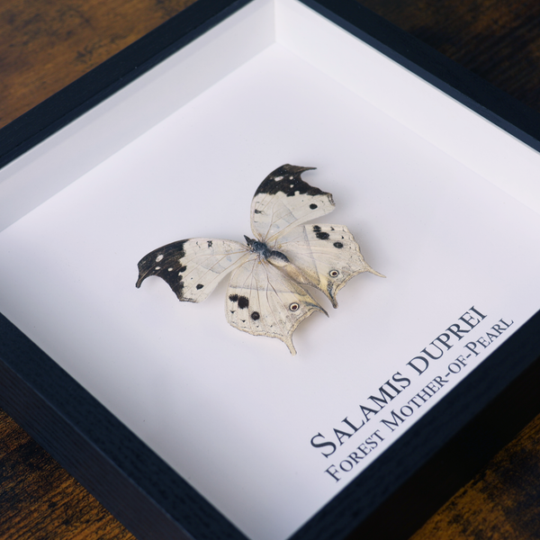 Forest Mother of Pearl Butterfly in Shadowbox Frame