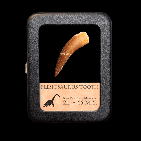 Plesiosaurus Tooth - Jurassic Period