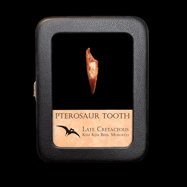 Pterosaur Tooth - Cretaceous Period
