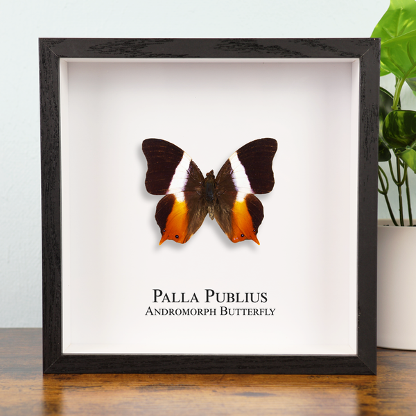 Andromorph Butterfly in Shadowbox Frame