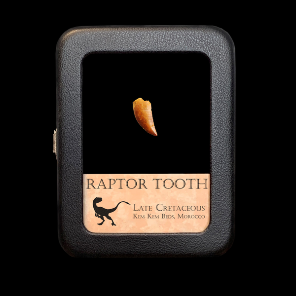 Raptor Tooth - Cretaceous Period