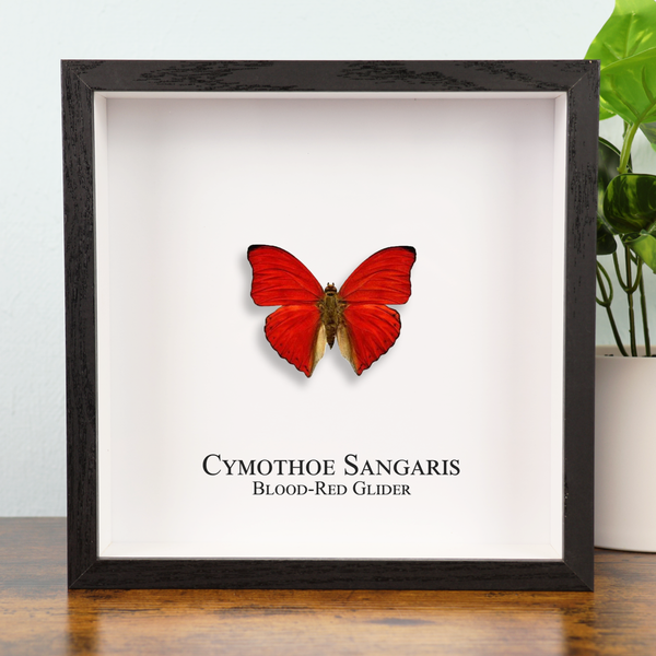 Blood Red Glider Butterfly in Shadowbox Frame