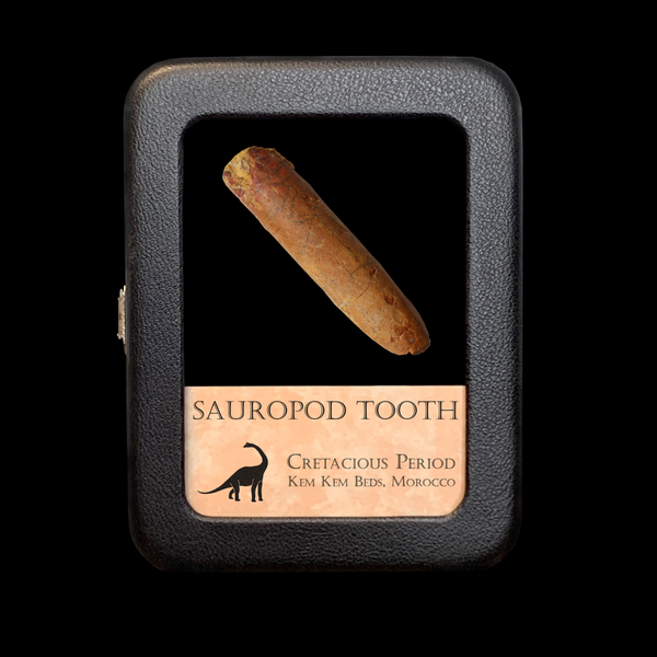 Sauropod Tooth - Cretaceous Period