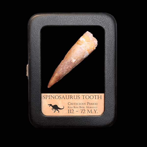 Spinosaurus Tooth - Cretaceous Period