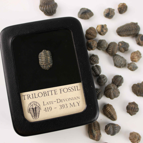 Trilobite Fossil - Devonian Period