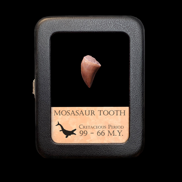 Mosasaurus Tooth - Cretaceous Period