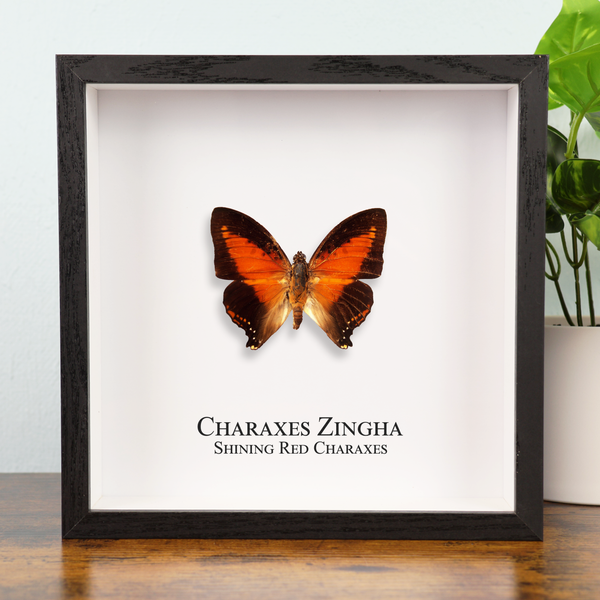 Shining Red Nymph Butterfly in Shadowbox Frame