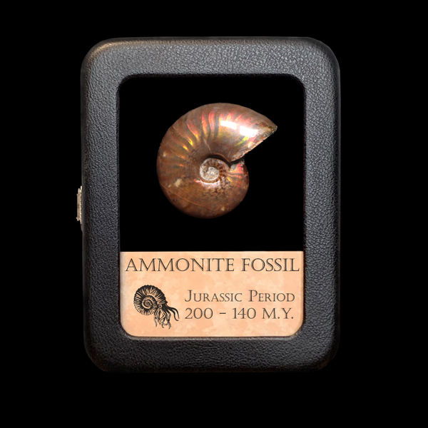 Rainbow Ammonite Fossil
