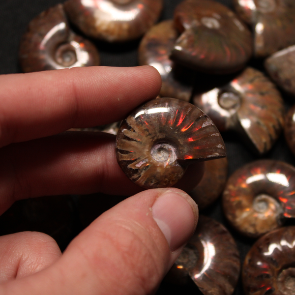 Rainbow Ammonite Fossil