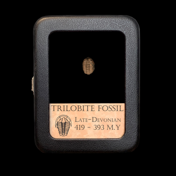 Trilobite Fossil - Devonian Period
